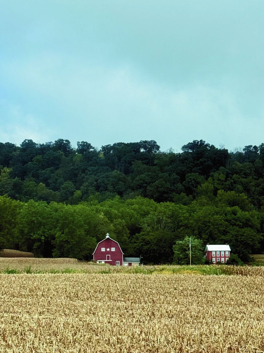 Red barn beyond a wheat field